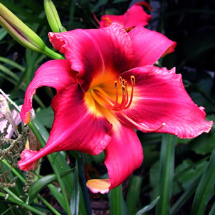 Hemerocallis Russian Rhapsody